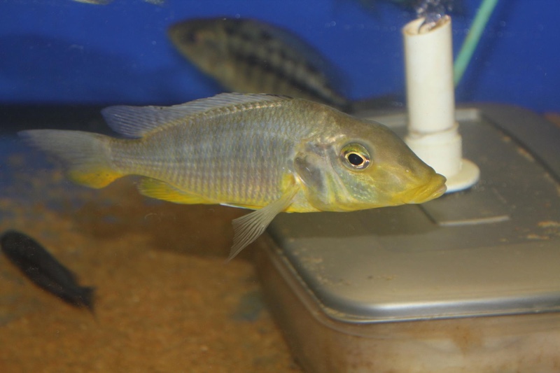 Taeniolethrinops furcicauda 'Ntekete'